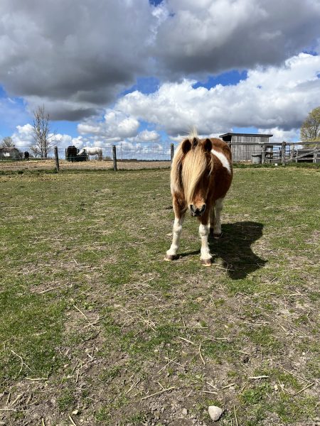 A small chestnut and white pony with a long forelock facing the camera