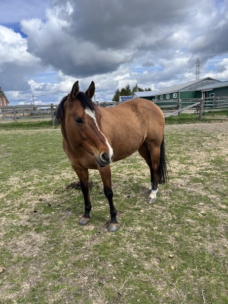 A buckskin coloured horse with a white star stripe and nip on her face