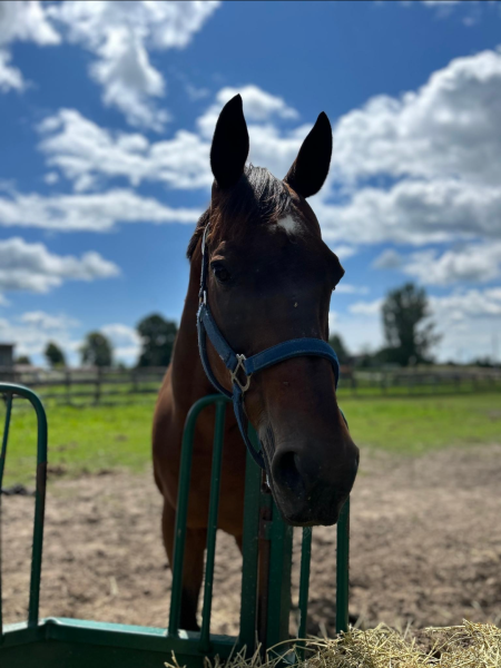 A dark brown horse wearing a blue halter. His ears are perked up