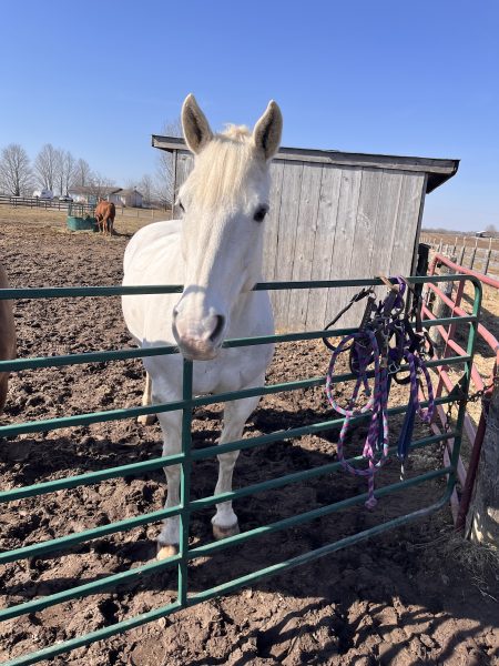 A white horse standing behind a gate looking at the camera