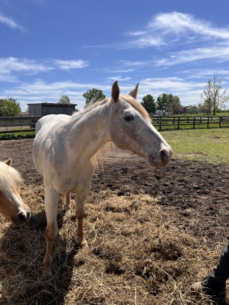 A strawberry roan horse with a reddish chestnut coat mixed evenly with white hairs giving the body a soft pinkish-red apperance