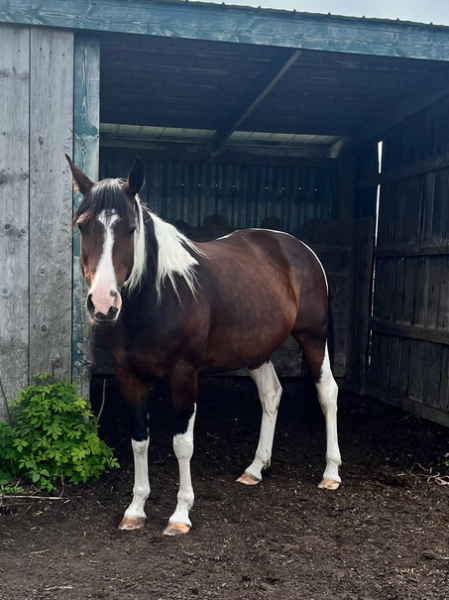 A brown and white horse with white legs standing in front of a shed